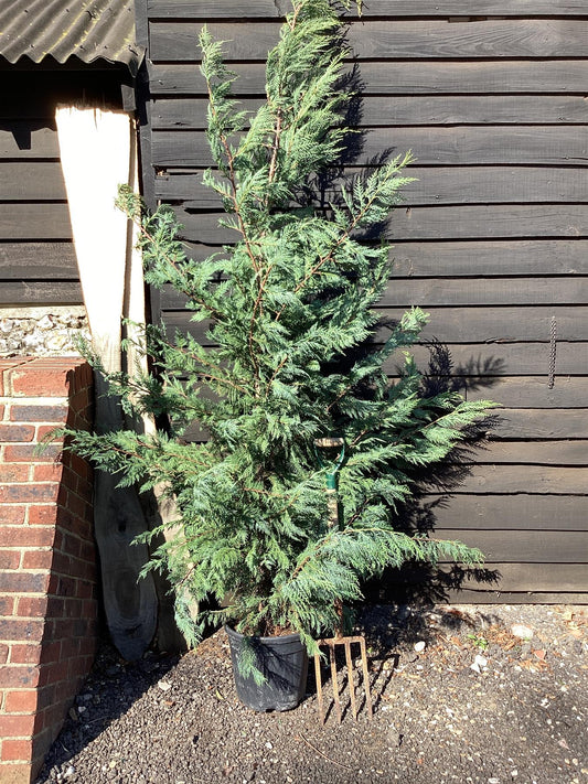 Leyland Cypress - 280-290cm, 25lt