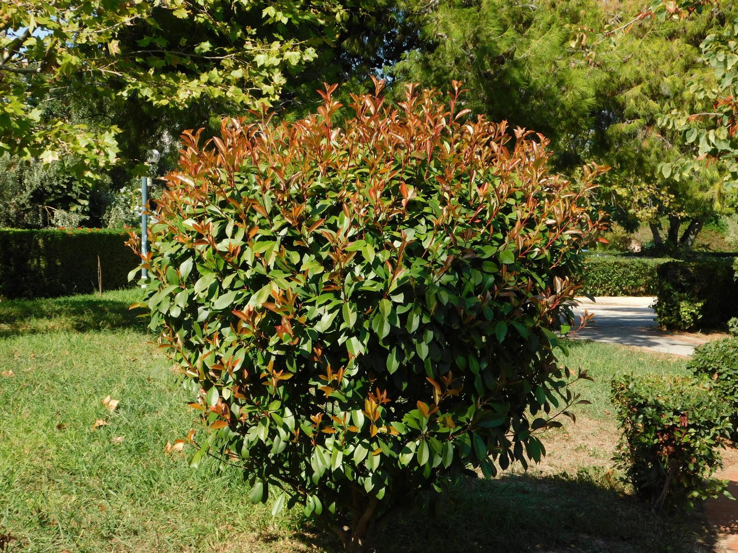 Photinia Red Robin - Compacta - 100-120cm, 15lt