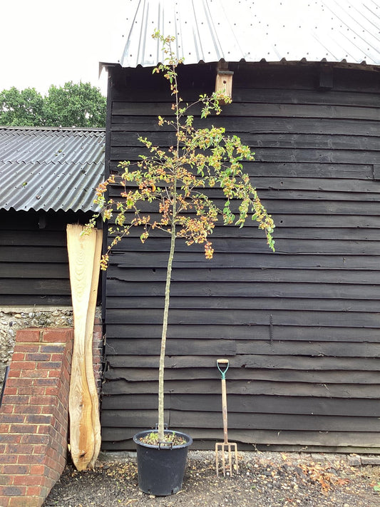 Malus Red Sentinel Crab Apple Tree, Clear Stem - 300-320cm, 50lt