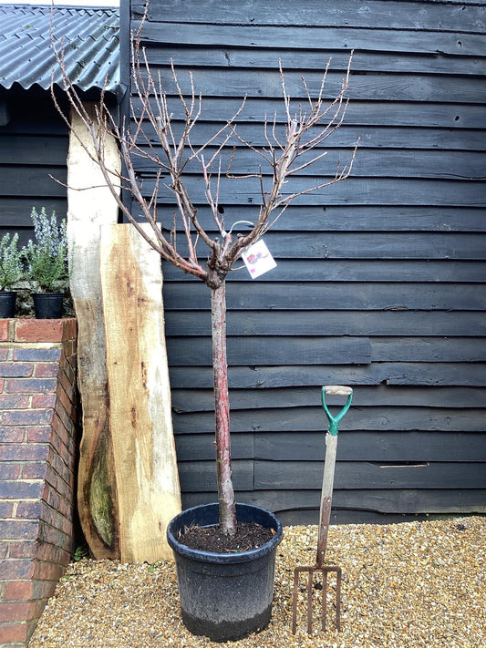 Cherry tree 'Picota' | Prunus avium - Girth 18-20cm - 220-240cm - 50lt