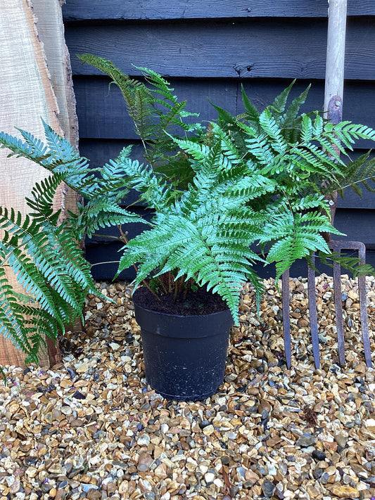 Dryopteris erythrosora 'Brilliance' | Copper Shield Fern - 55-60cm, 5lt