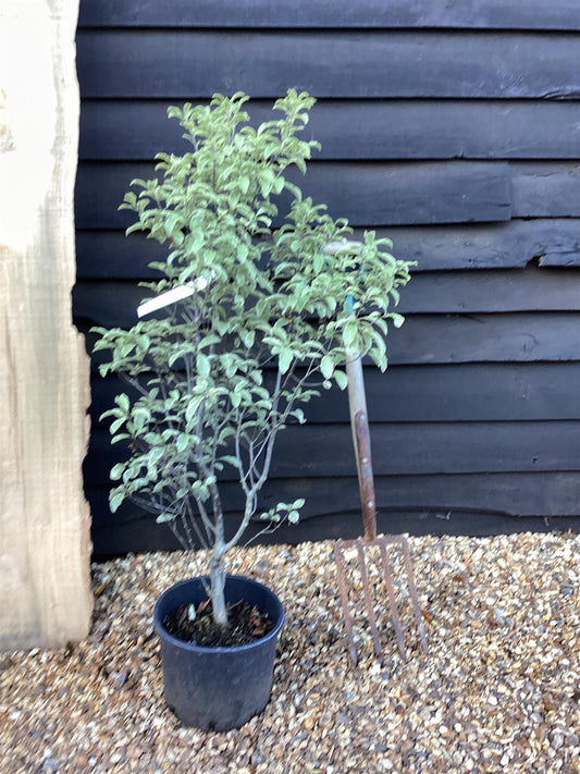 Pittosporum Silver Queen - 100-120cm, 10lt