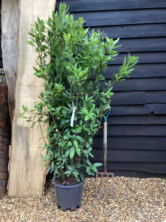 Laurus nobilis | Bay laurel - 150-220cm, 20lt