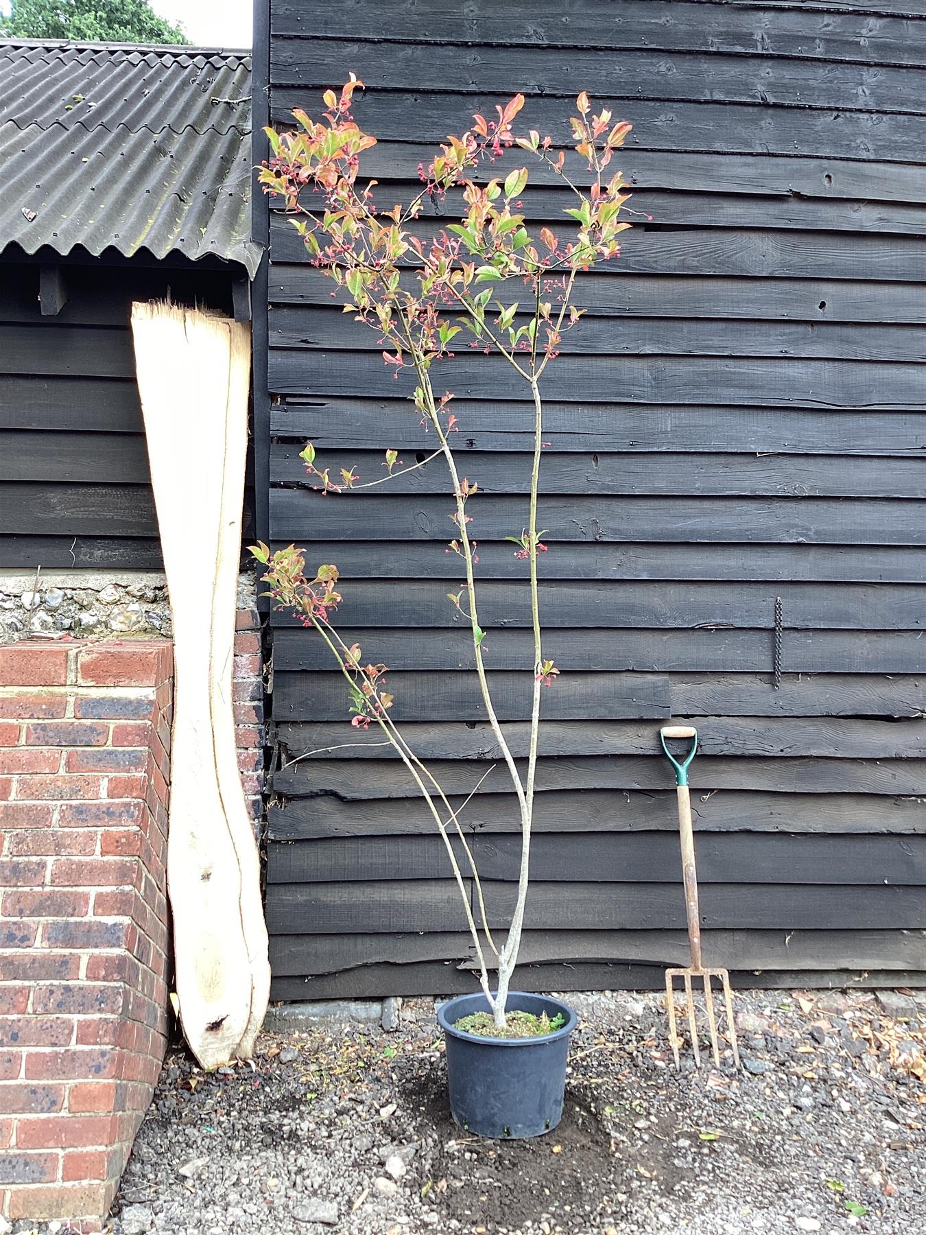 Euonymus Europaeus 'Red Cascade' | Spindle 'Red Cascade' - 250-280cm, 30lt