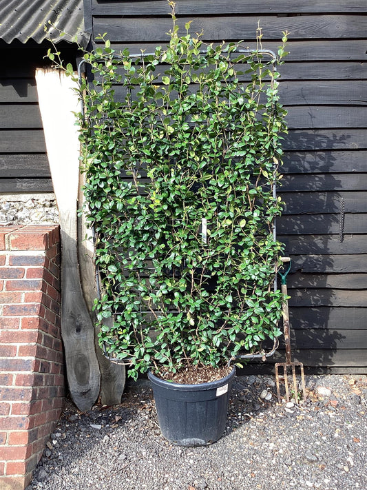 Trachelospermum jasminoides - Frame - 220-230cm, 70lt