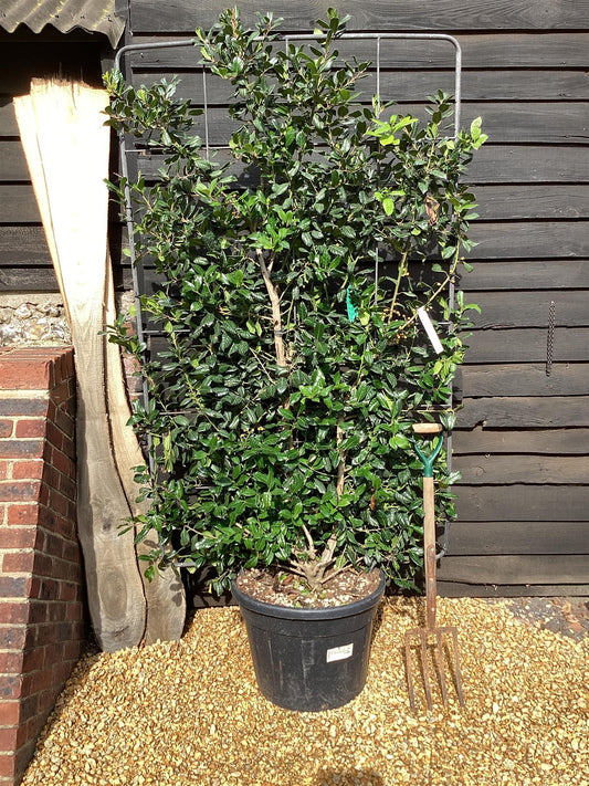 Ilex 'Nellie R. Stevens' | Holly 'Nellie R. Stevens' - Frame - 220-230cm, 70lt