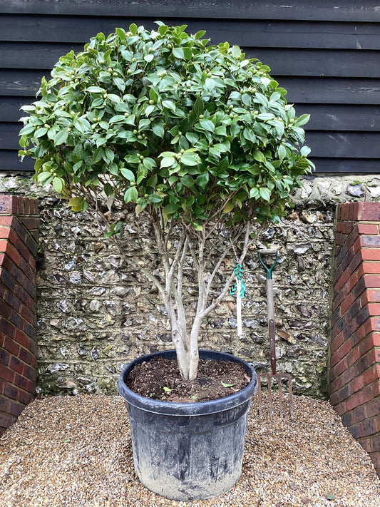 Camellia Japonica 'Fungo' | Japanese Camellia - 190cm -110lt