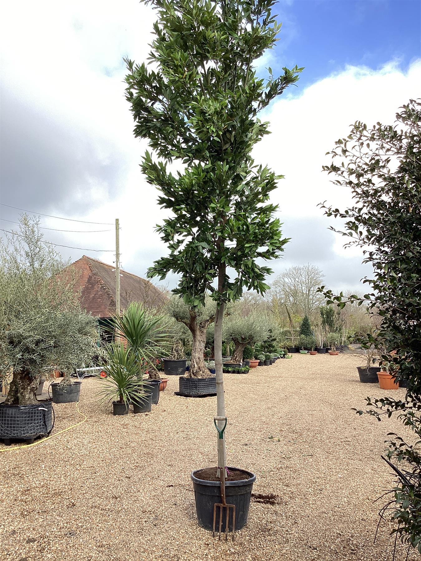 Laurus nobilis tree | Bay Tree - Girth 22-24cm - 430-450cm - 90lt