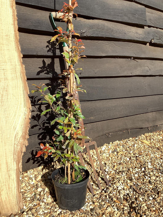 Trachelospermum asiaticum 'Pink Showers' - 40-60cm, 2lt