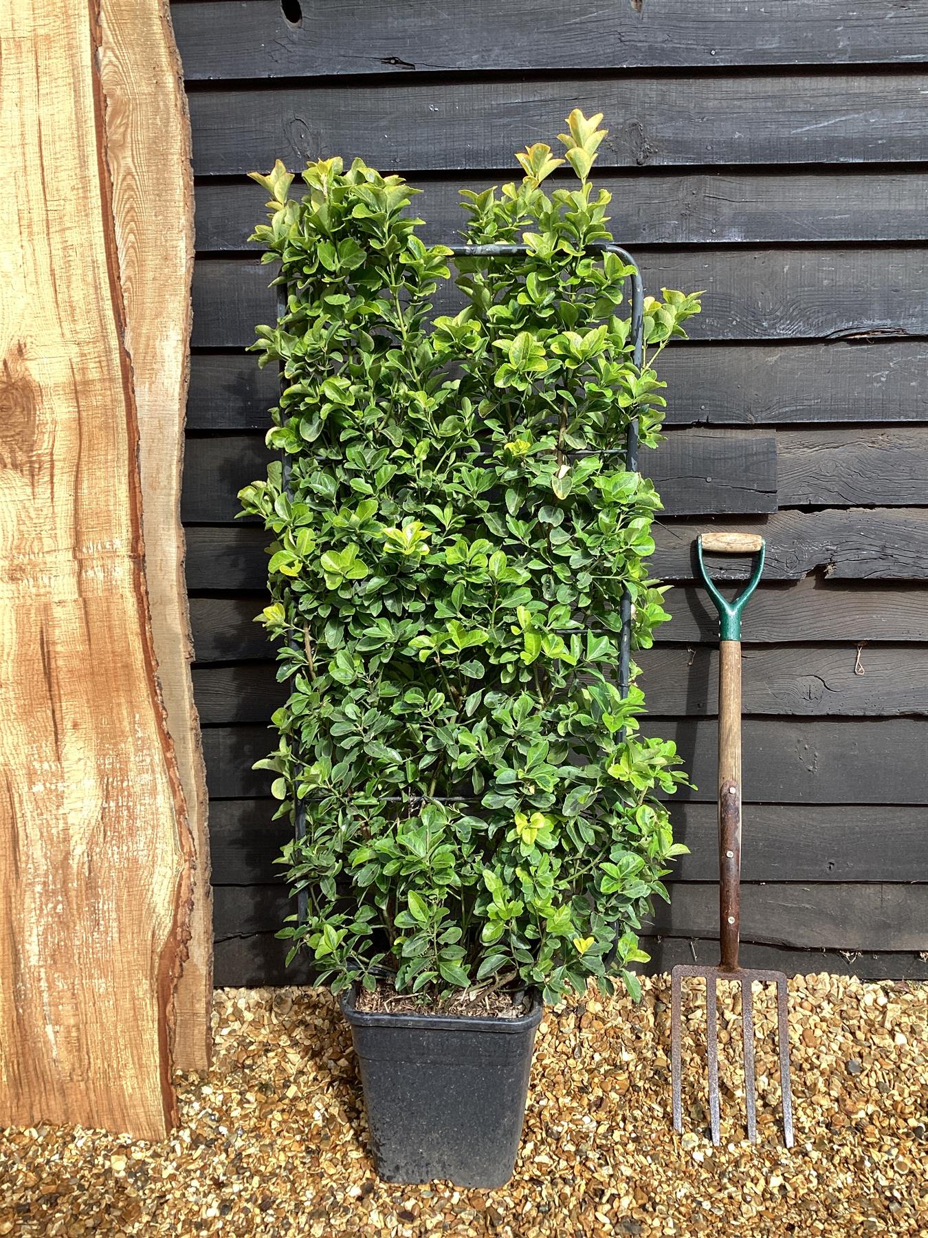 Euonymus japonicus 'Aureus' | Spindle 'Ovatus Aureus' - Frame- 130-140cm, 20lt