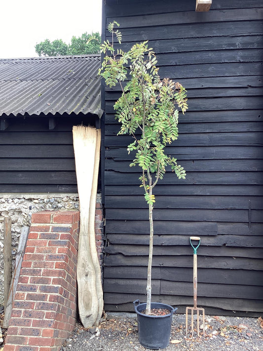 Sorbus hupehensis | Hupeh Mountain Ash - 320-360cm, 30lt