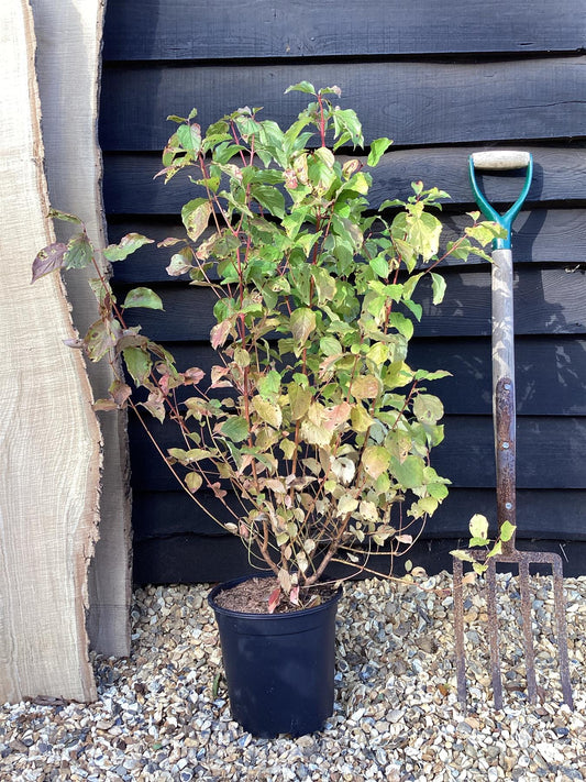 Cornus alba 'Midwinter Fire' | White dogwood 'Midwinter Fire' - 40-70cm, 5lt