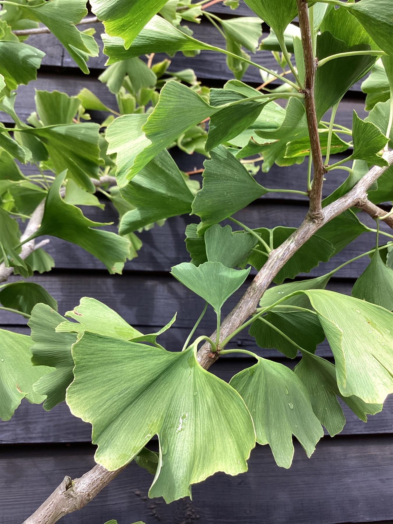 Ginkgo biloba | Maidenhair Tree - 250-300cm, 50lt