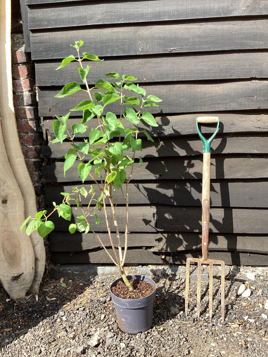 Syringa Madame Lemoine | Lilac 'Madame Lemoine' - 90-110cm, 5lt