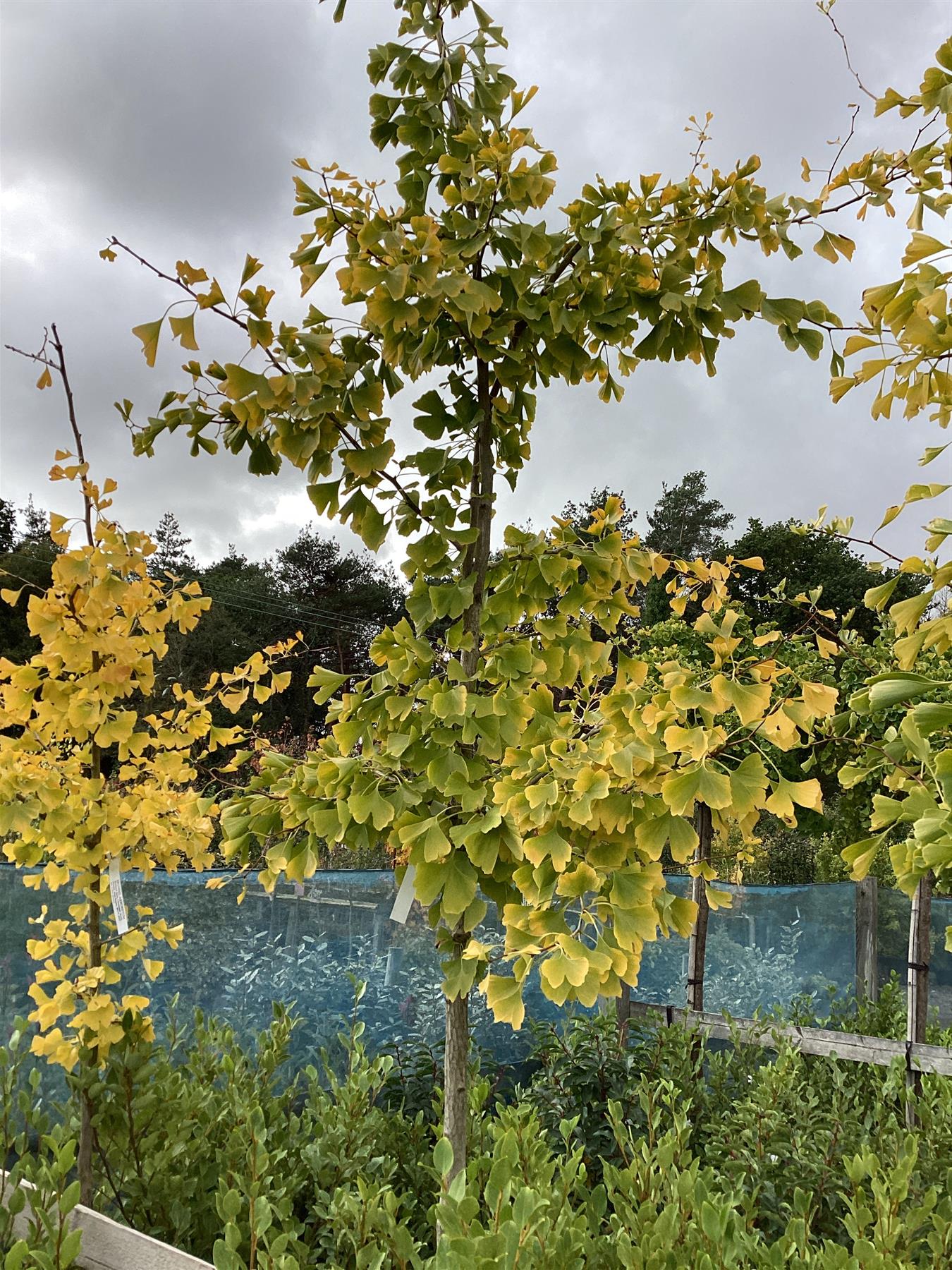 Ginkgo biloba | Maidenhair Tree - 250-300cm, 50lt