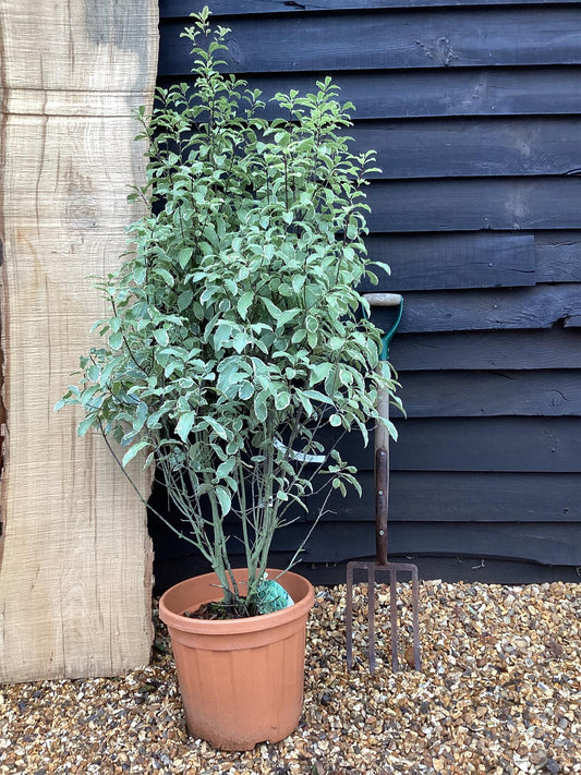 Pittosporum 'Collaig Silver' - 90-110cm, 25lt