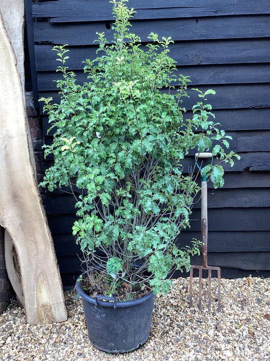 Pittosporum Gold King - 110-140cm, 20lt