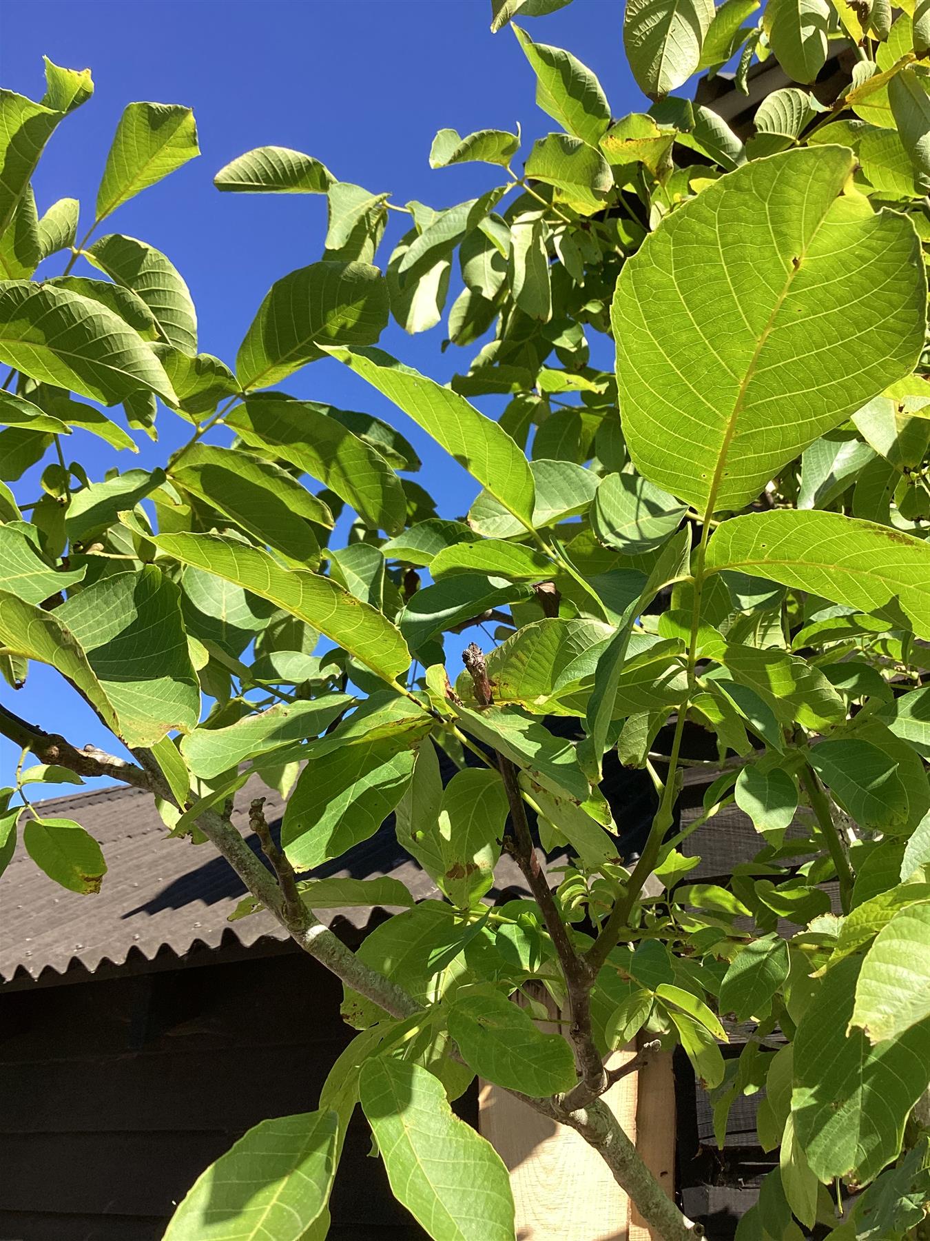 Juglans regia | Common Walnut Tree - 180-200cm, 50lt