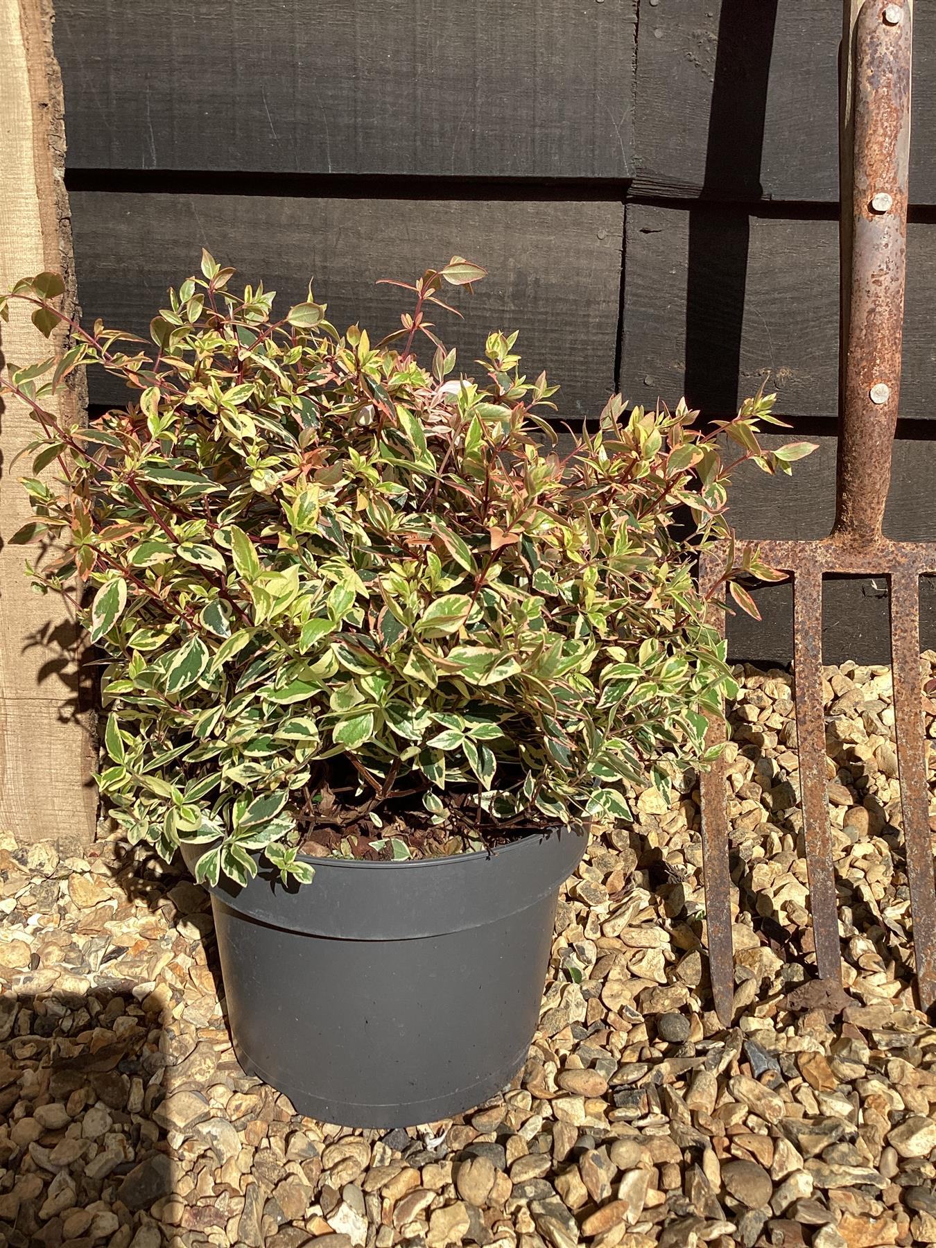 Abelia Tricolor Charm - 45-55cm, 5lt