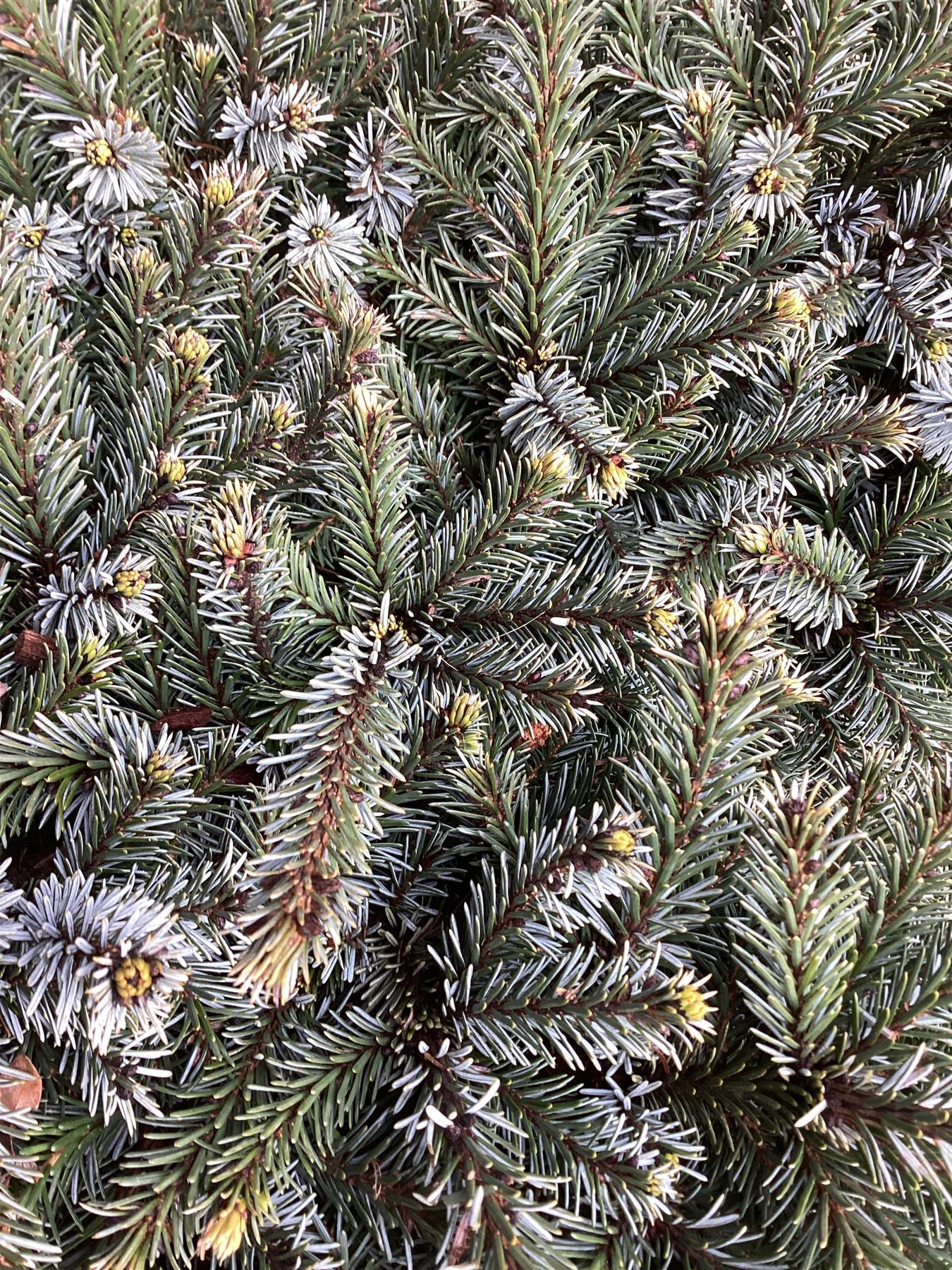 Picea Omorika | Serbian Spruce - Height 65cm - Width 40-50cm - 20lt
