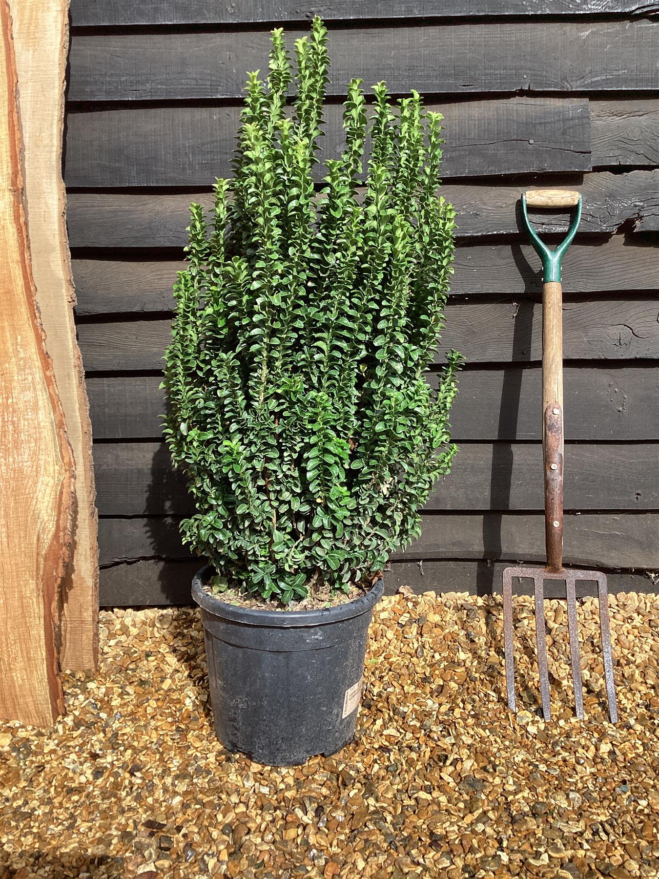 Euonymus japonicus 'Benkomasaki' - 130-140cm, 25lt