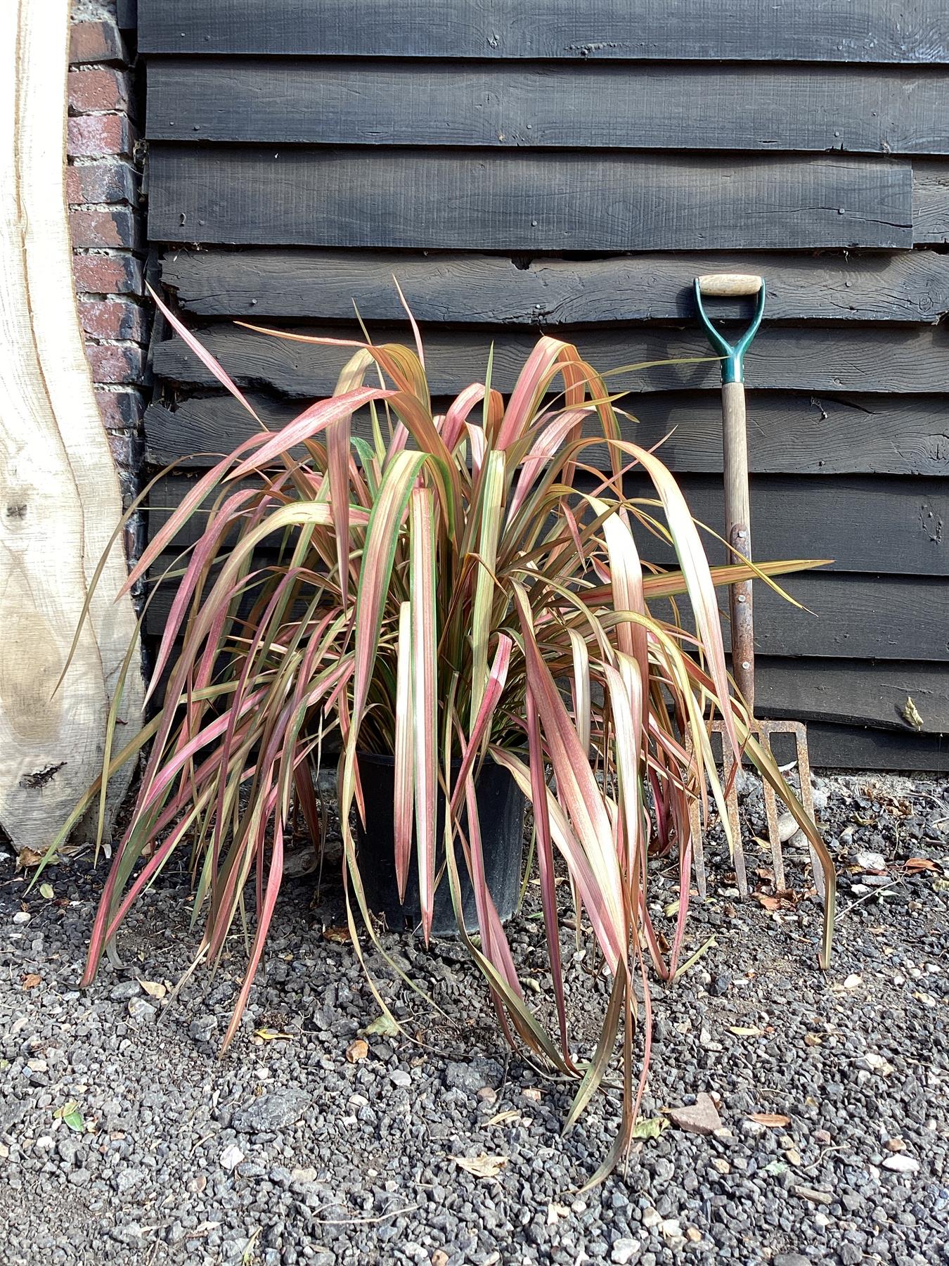 Phormium Jester | New Zealand Flax ‘Jester’ - 90-120cm, 10lt