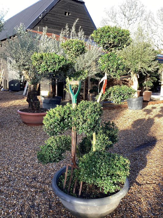 Ilex Crenata Convexa Bonsai | Japanese Holly 'Convexa' - 180cm - 70lt