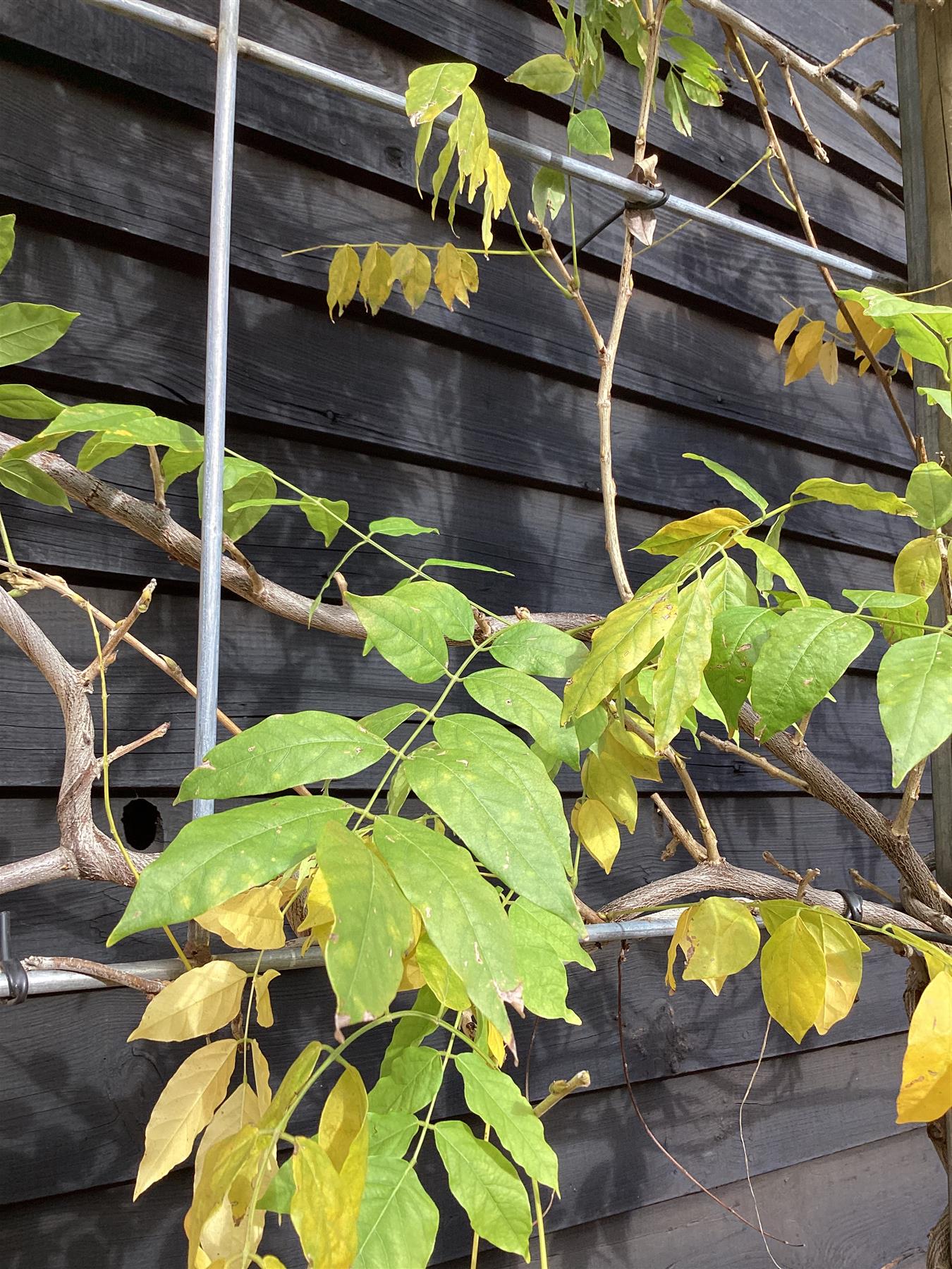 Wisteria | Chinese wisteria - Frame - 300-320cm, 90lt