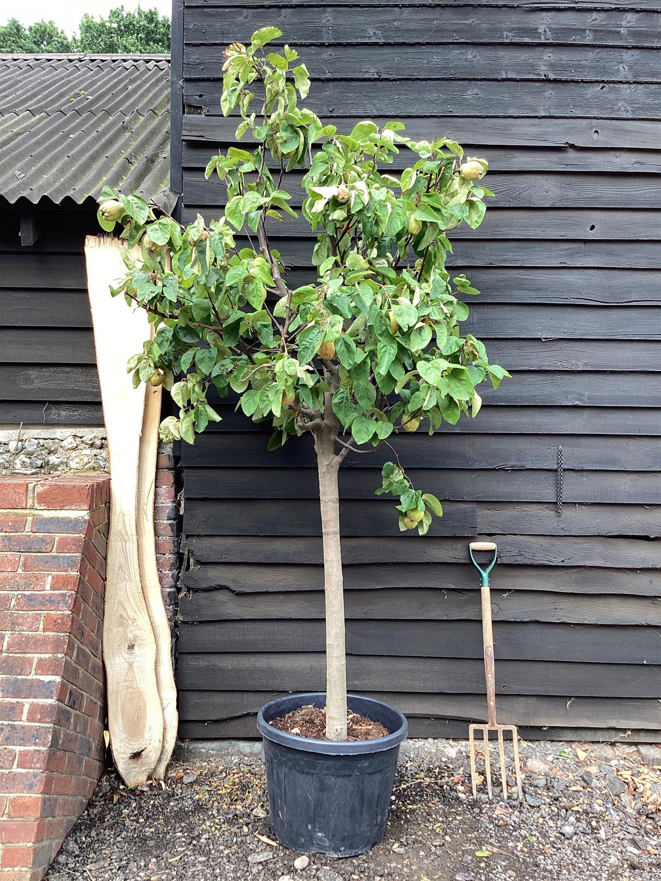 Cydonia oblonga | Common Quince 1/2 std Clear Stem - 140-180cm, 70lt