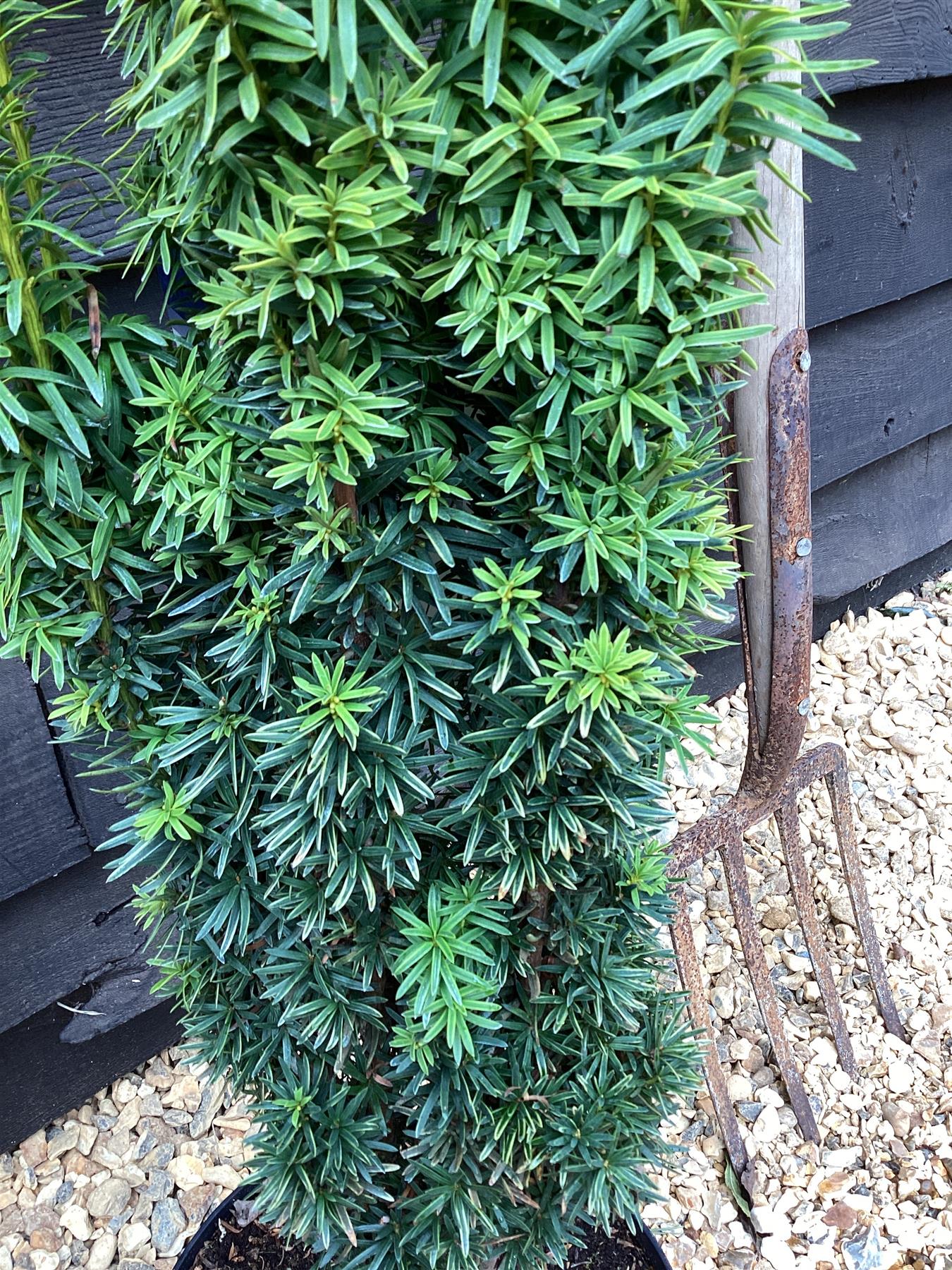 Taxus baccata 'David' | Yew 'David' - 100-110cm, 10lt