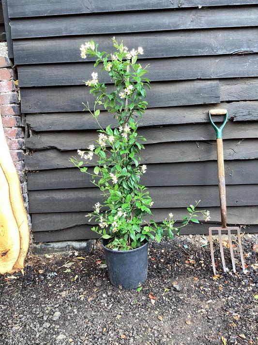 Trachelospermum jasminoides | Star of Toscana - 40-60cm, 2lt