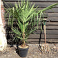 Trachycarpus fortunei | Chusan Palm - 80-90cm, 20lt