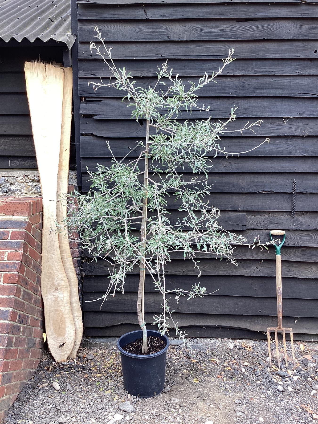 Pyrus salicifolia 'Pendula' | Weeping Silver Pear - 220-240cm, 20lt