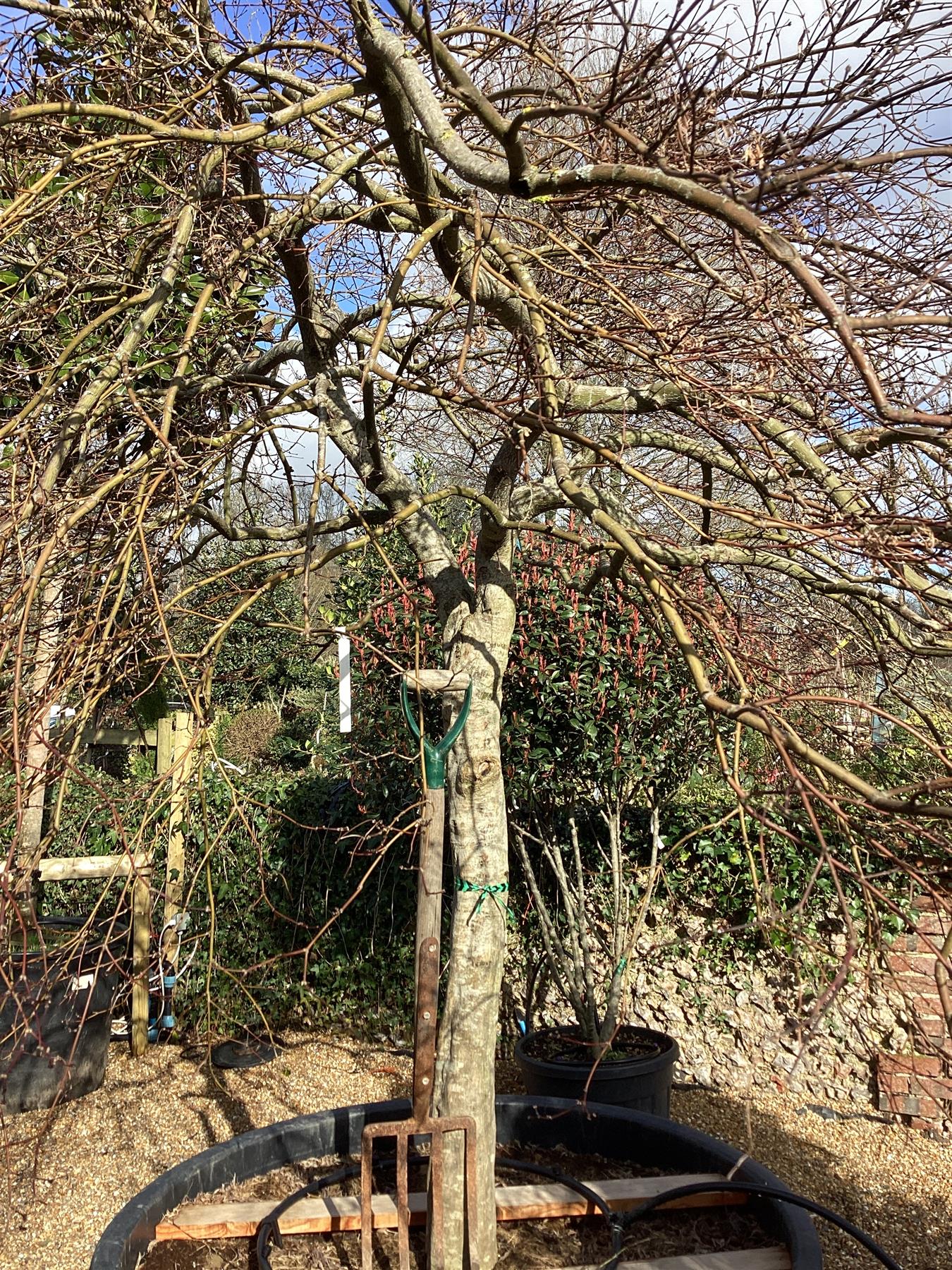 Acer palmatum 'Garnet' | Garnet Japanese Maple - Girth 34cm - 350-360cm - 600lt