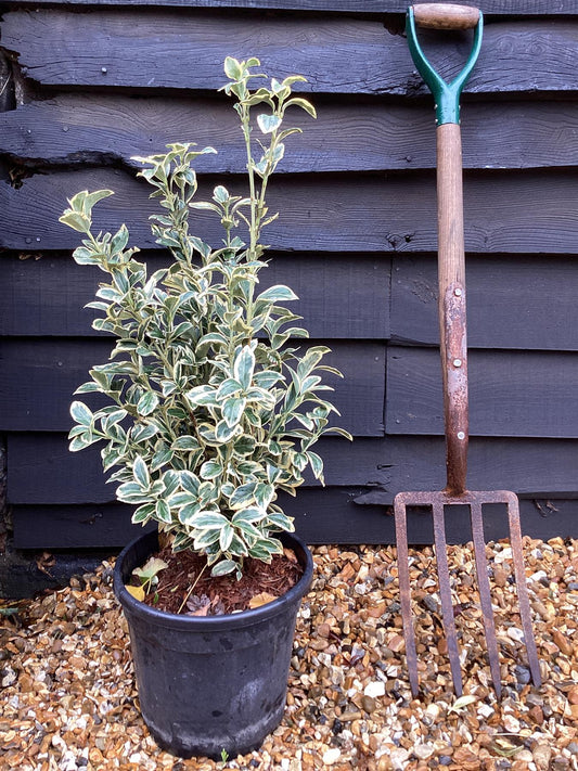 Euonymus japonicus 'Bravo' - 60-80cm, 9lt