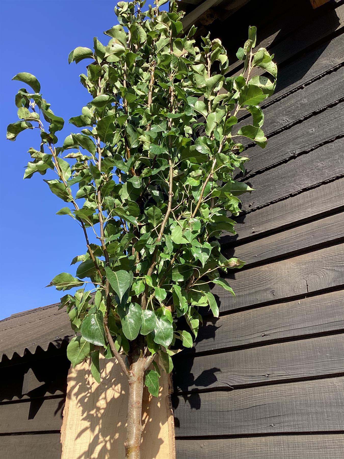 Pear - Pyrus calleryana 'Chanticleer' - 300-310cm, 35lt