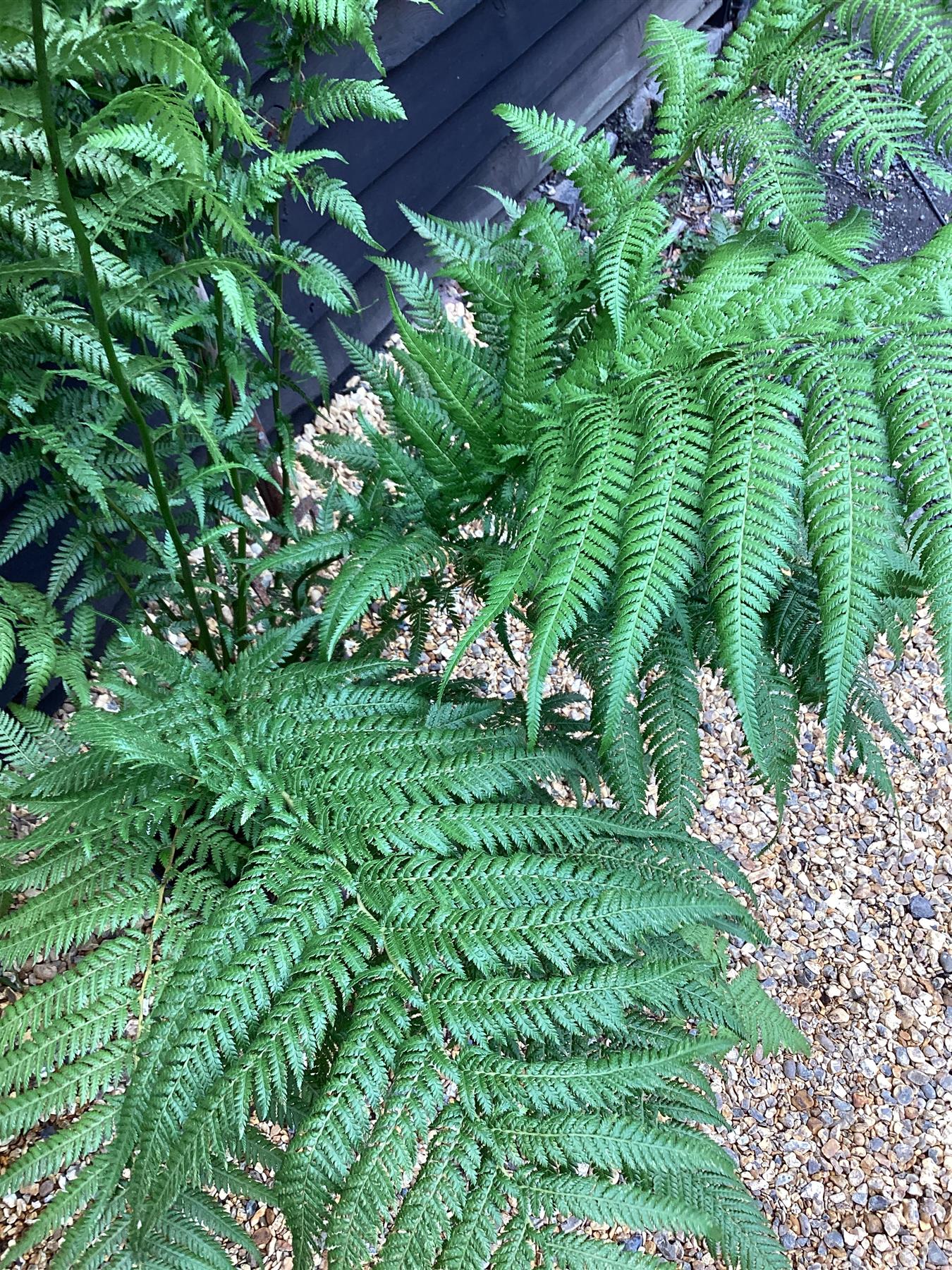 Dicksonia antarctica | Australian tree fern - 100-110cm, 10lt