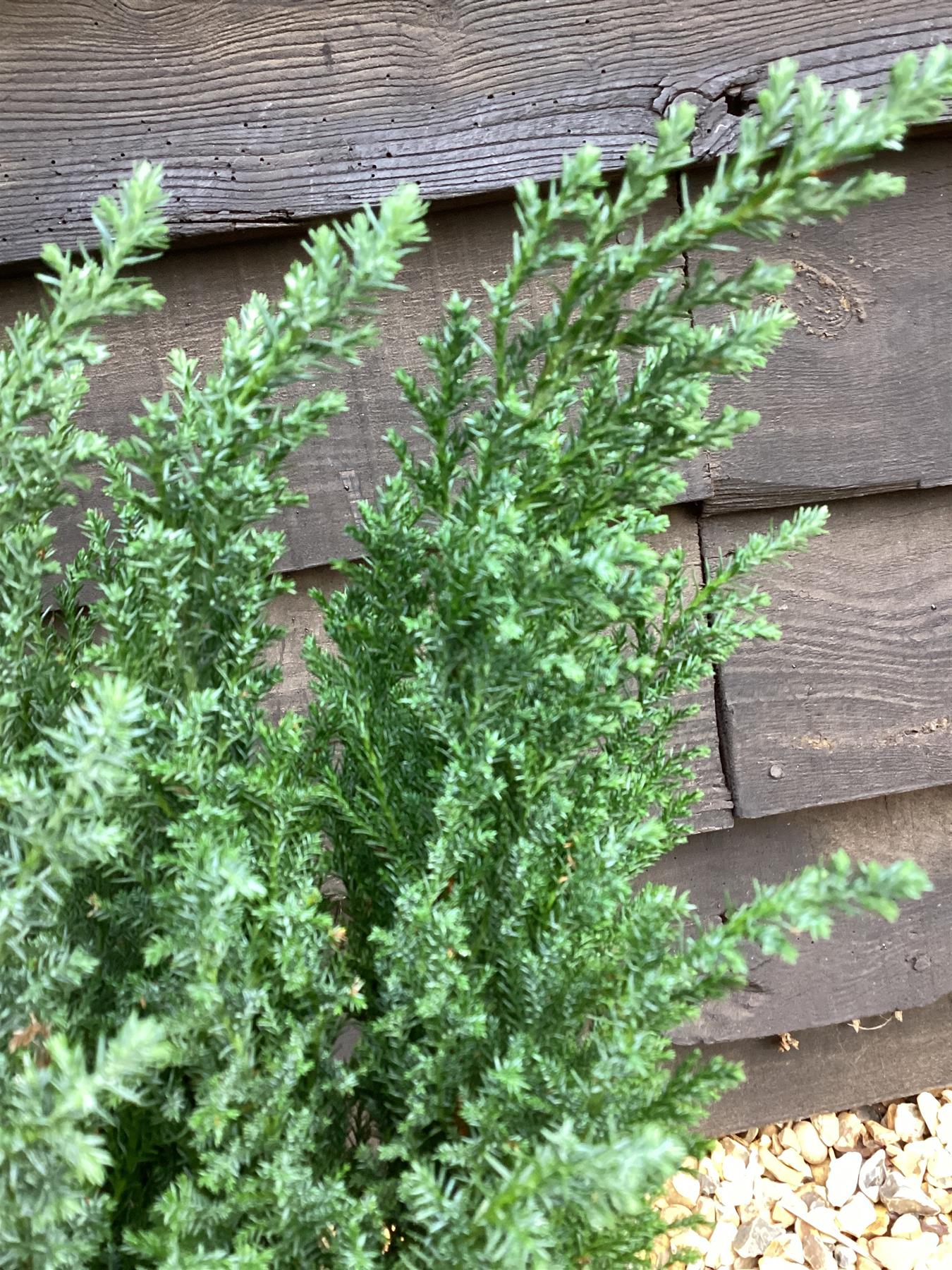 Chamaecyparis lawsoniana 'Ellwoodii' | Lawson's cypress 'Ellwoodii' - 2lt