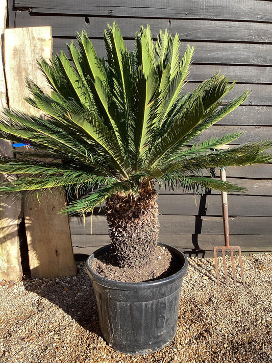 Cycas revoluta | King sago palm - 140-150cm - 70cm