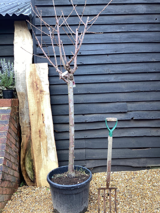 Cherry tree 'Rainier' | Prunus avium - Girth 18-20cm - 220-240cm - 50lt