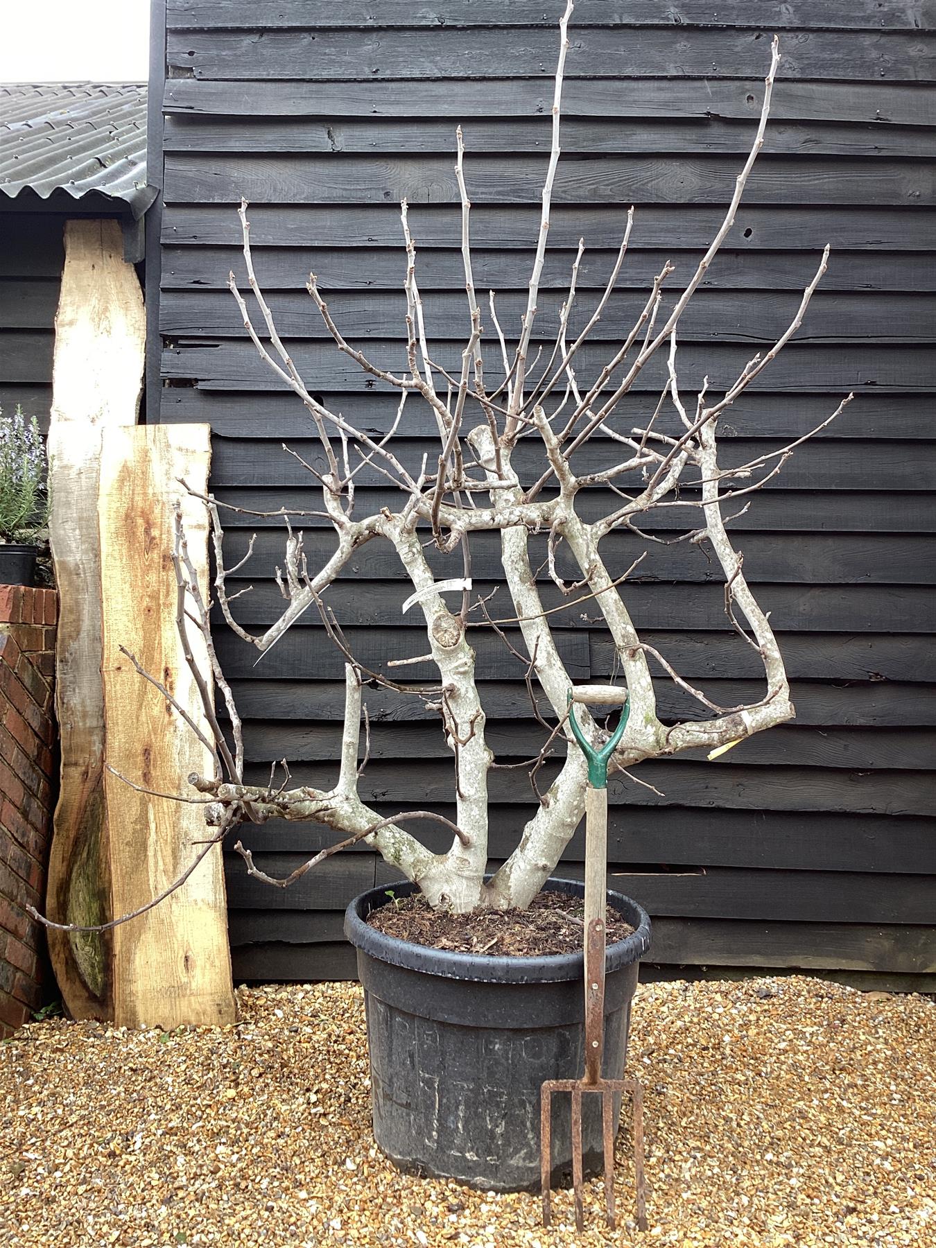 Fig - Ficus carica 'Napolitana' - Mature Espalier - 160-180cm -  70lt