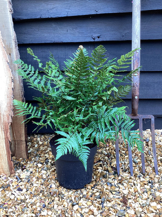 Dryopteris lepidopoda | Sunset Fern - 55-60cm, 5lt