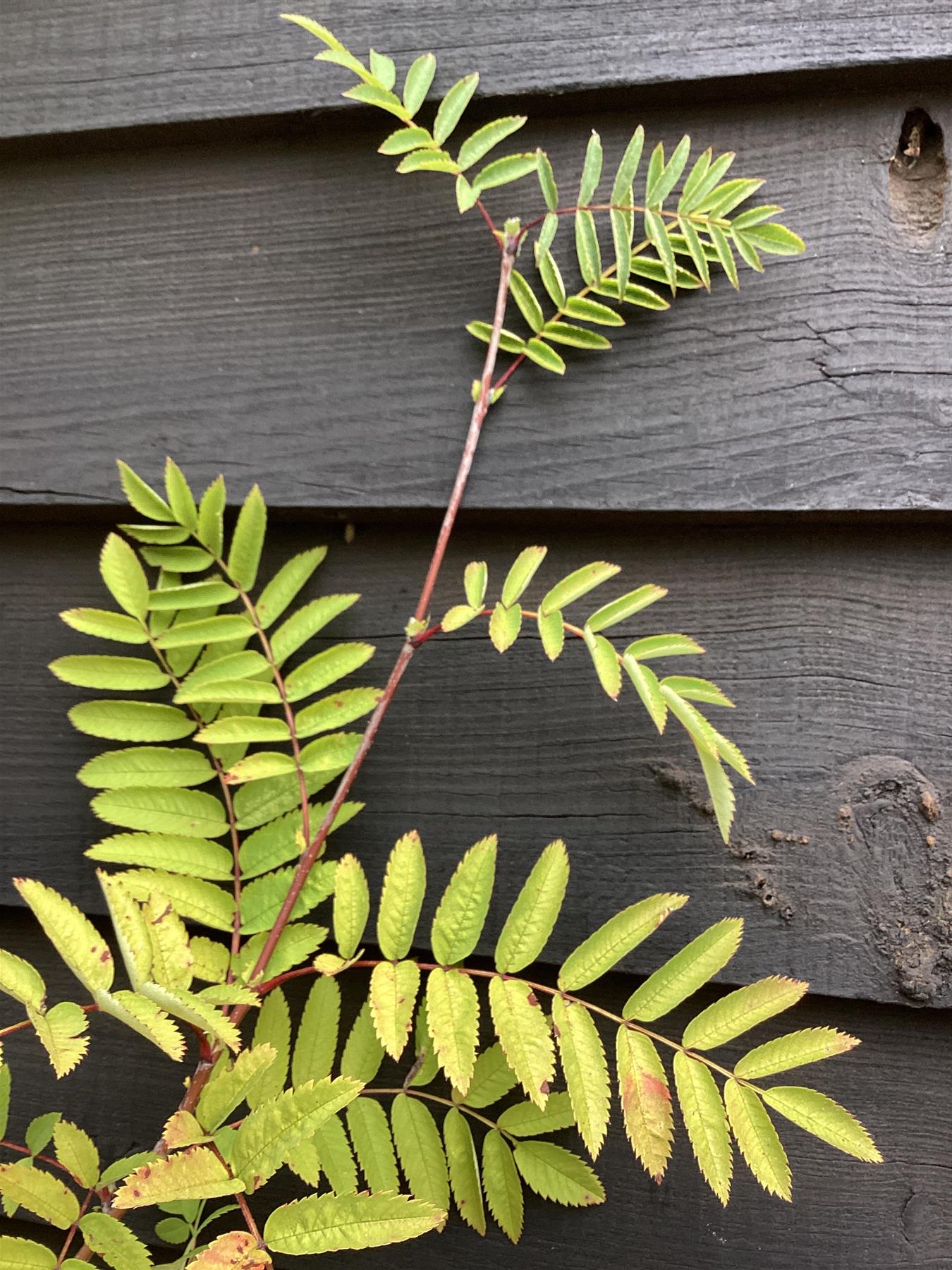 Sorbus aucuparia | European Mountain Ash 1/2 std, Clear Stem - 150-180cm, 20lt