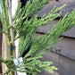 Sequoiadendron giganteum | Giant redwood - Height 80cm - Width 60-80cm - 5lt