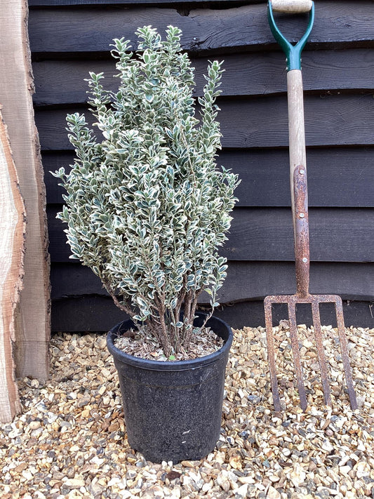 Euonymus japonicus 'White Spire' - 100cm, 10lt