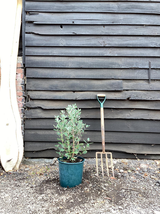 Feijoa (acca) sellowiana | Pineapple Guava Tree - 60-70cm, 15lt