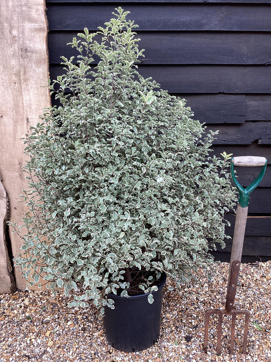 Pittosporum 'Silver Queen' - 130-150cm - 25lt