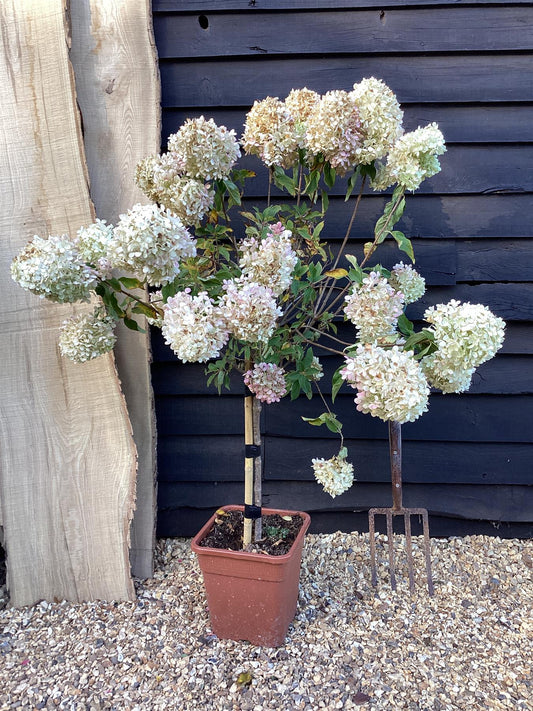 Hydrangea paniculata 'Limelight' - 60-80cm, 18lt